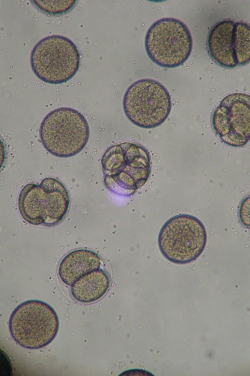 anlise microscpica dos embries