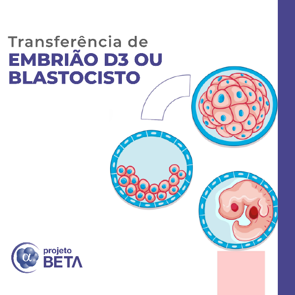 Embrio em D3 ou blastocisto